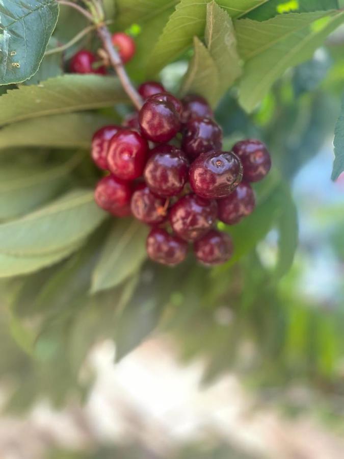 מג'דל שמס Oriental Nature מראה חיצוני תמונה
